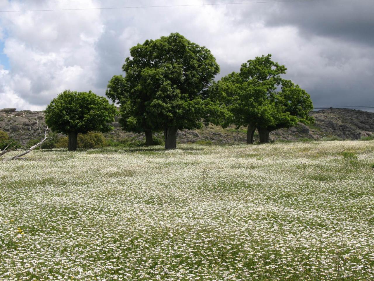 Quinta De Luna Villa วาเลนเซีย เด อัลคานทารา ภายนอก รูปภาพ